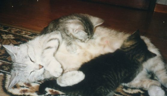 me and another kitty climbing on an older cat